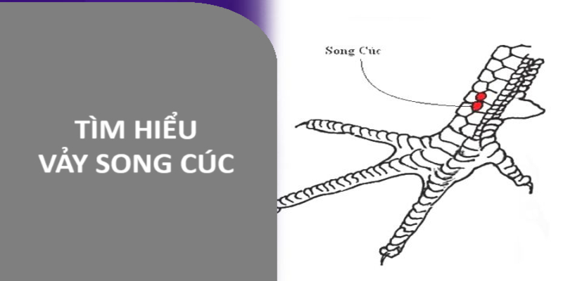 Vảy gà song cúc lưu ý